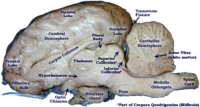 sheep-brain-dissection-lab-companion
